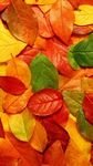 pic for Autumn Leaves Rug 